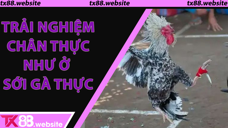 Trải nghiệm chân thực như ở sới gà thực