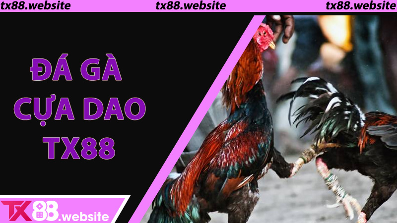 Đá gà cựa dao TX88 - Sự kết hợp giữa truyền thống và công nghệ
