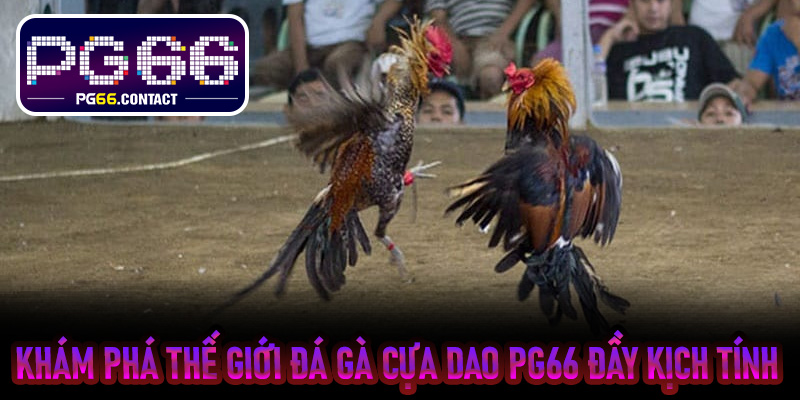 Khám phá thế giới Đá Gà Cựa Dao PG66 đầy kịch tính