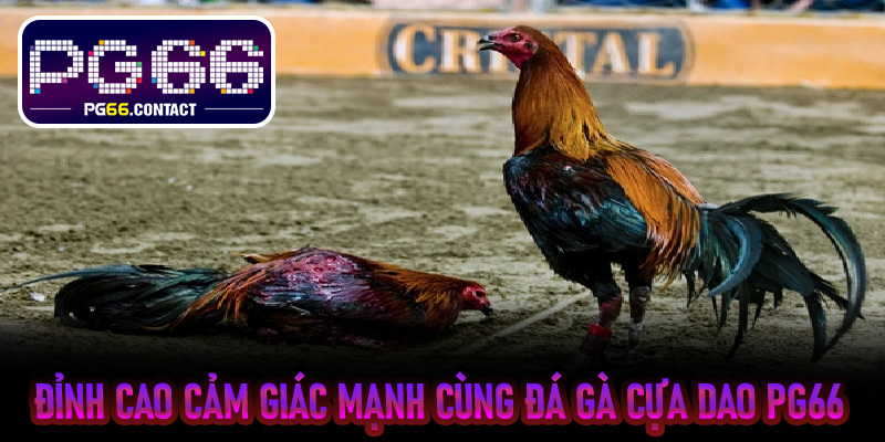Đỉnh cao cảm giác mạnh cùng Đá Gà Cựa Dao Pg66
