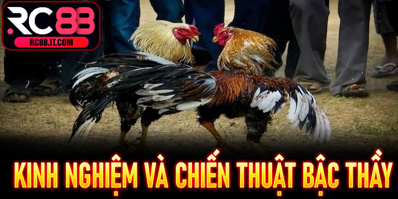 Kinh nghiệm và chiến thuật bậc thầy trong Đá Gà Cựa Dao RC88