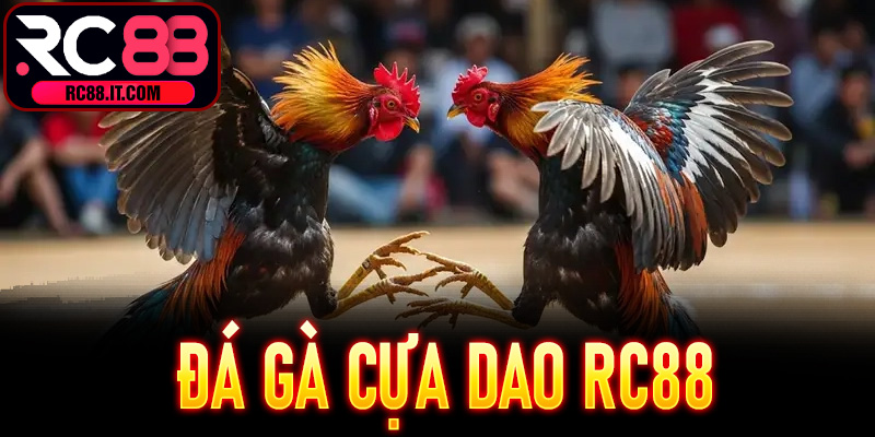 Đá Gà Cựa Dao RC88