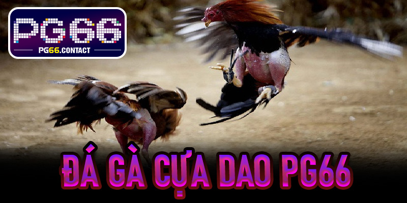 Đá Gà Cựa Dao Pg66